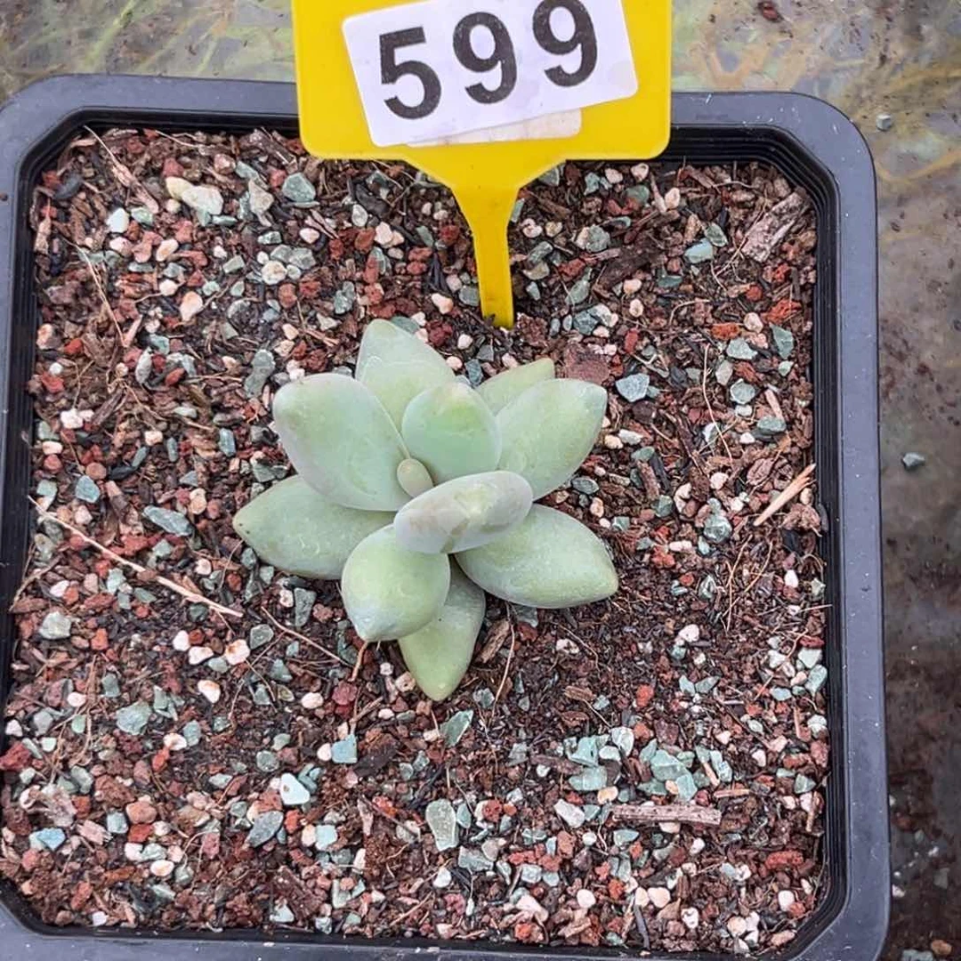 多肉植物企鹅599