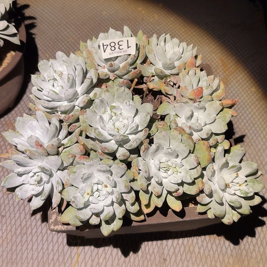 风***景阿金尼仙女杯多肉福利