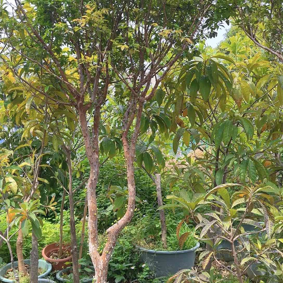 任*行果树11111111111111