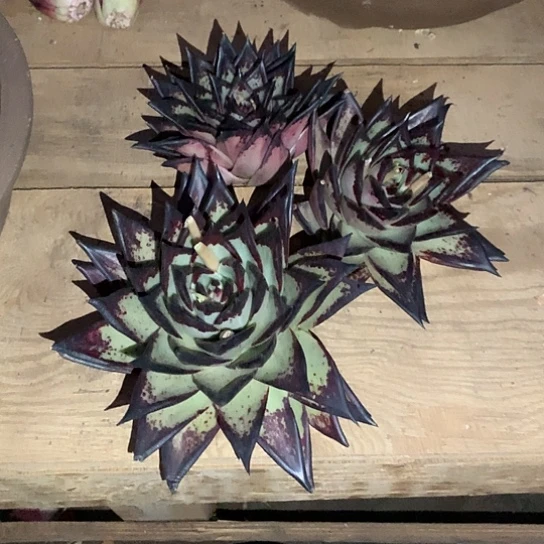 彼*花每日特价活动开始了