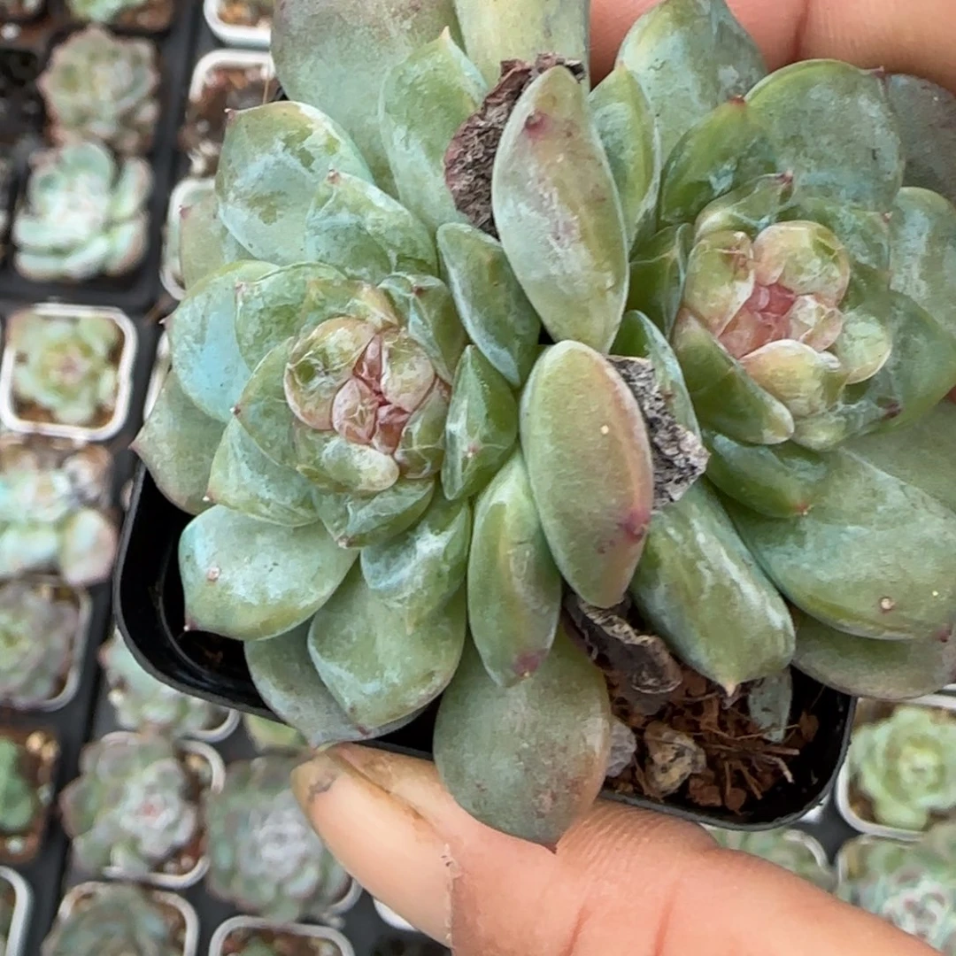 小卡拉米糖心一物一拍