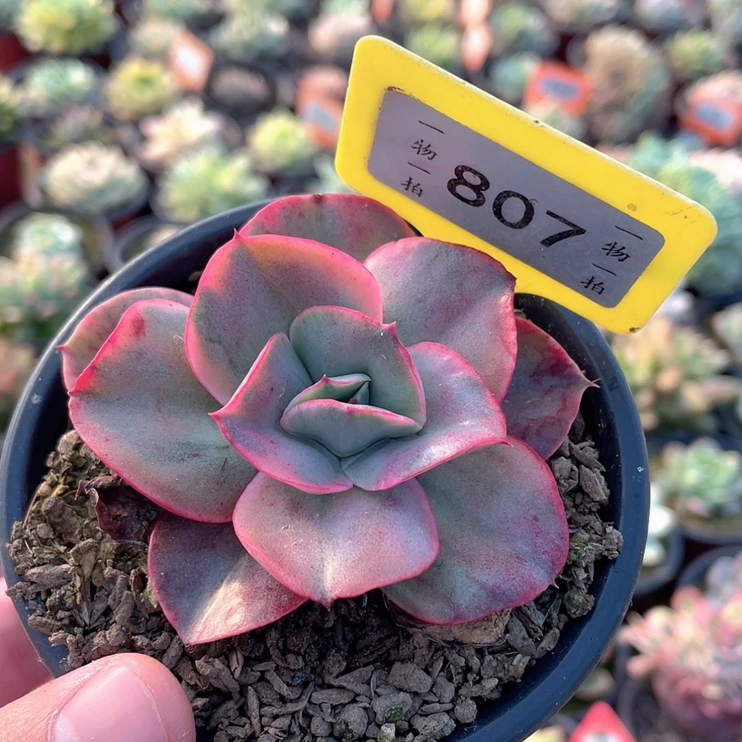 807号古琴锦多肉植物