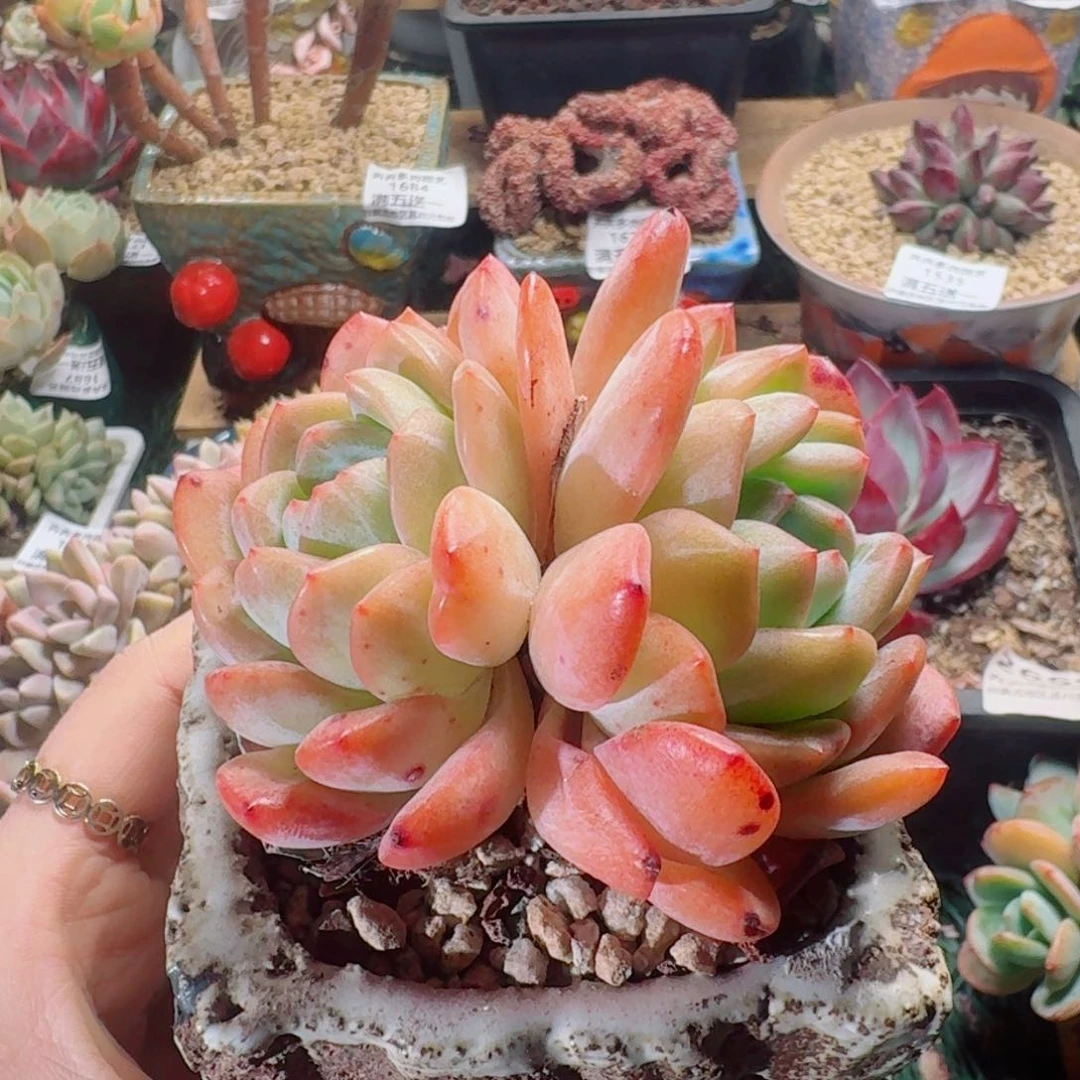 1562一物一拍（满28包邮）