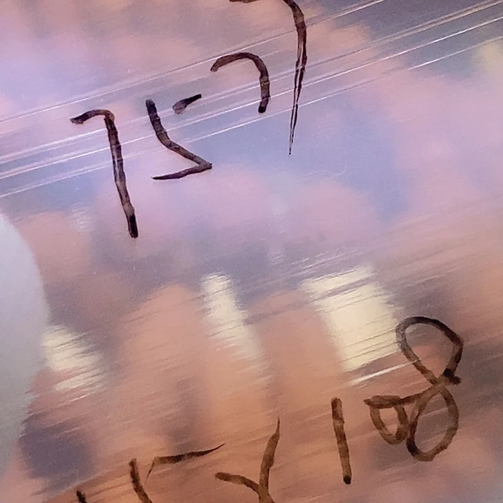 手串桃核用****7龙纹桃核