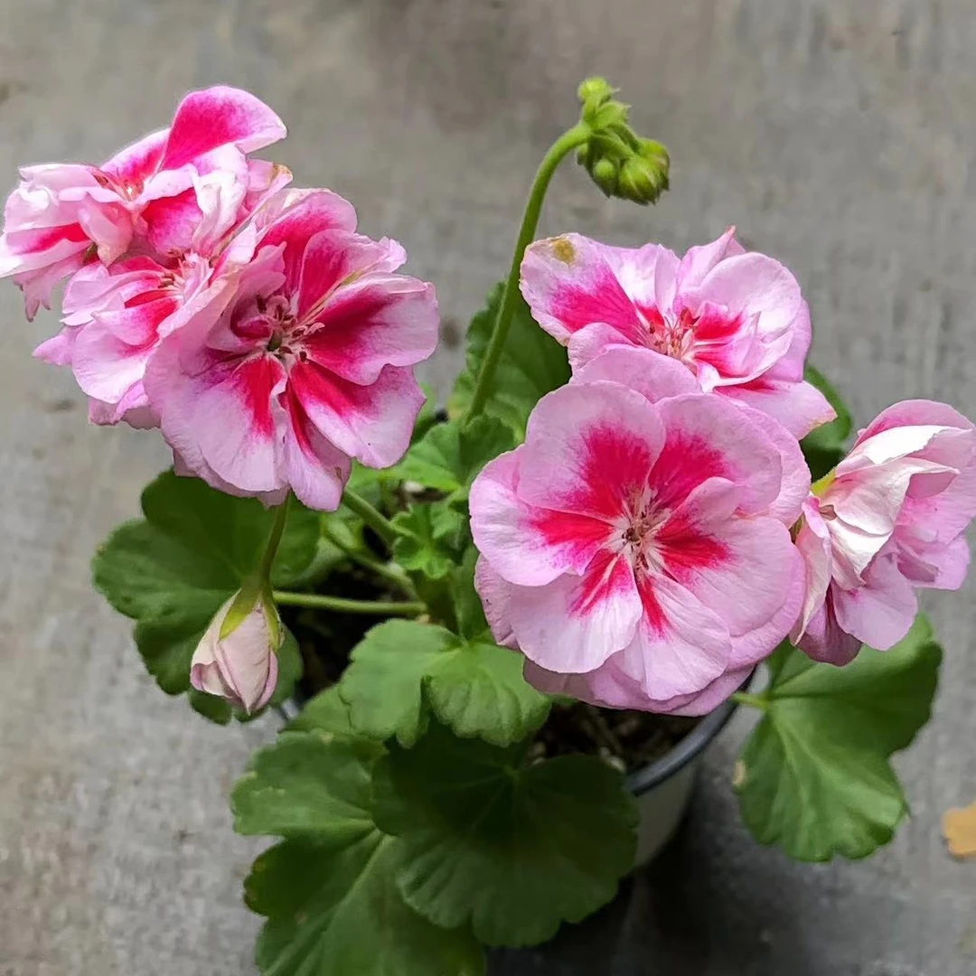 【温柔的尼尼亚】直立勤花品种中苗带花苞包对版