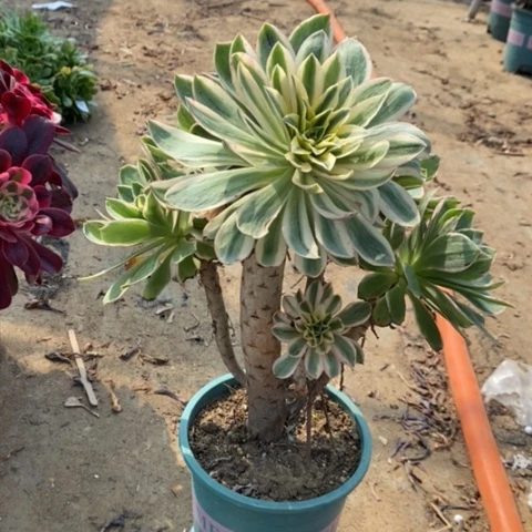 大叶绿玫瑰7多肉植物