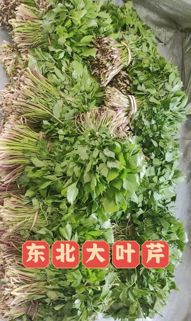 野生新鲜大叶芹东北山野菜