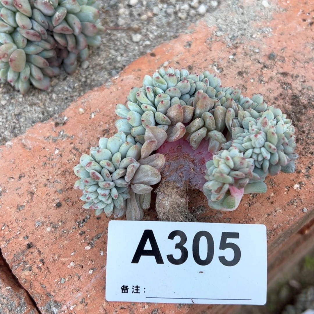 益305 多肉多肉多肉多肉
