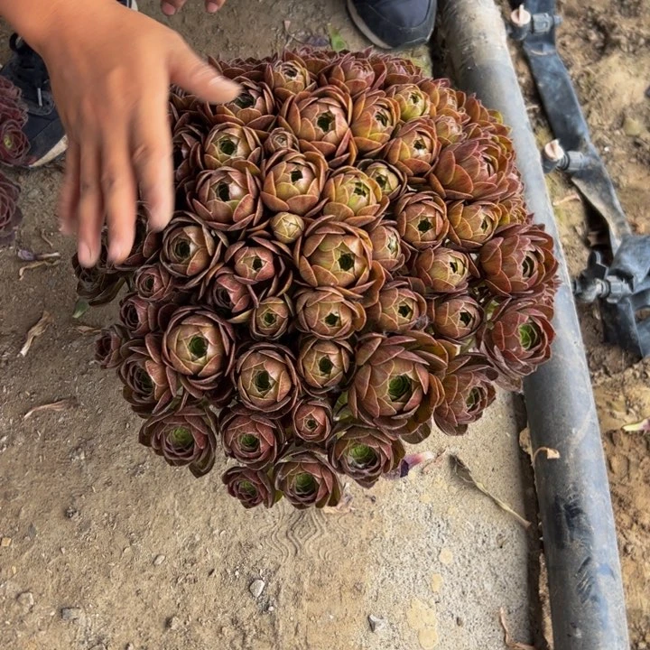 45.8万圣节变异一棵