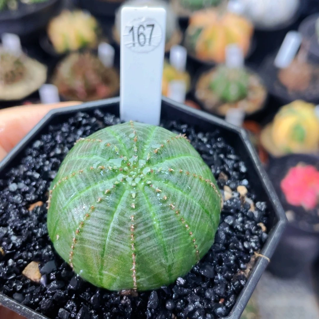 盆5公分满25包邮裸根发货