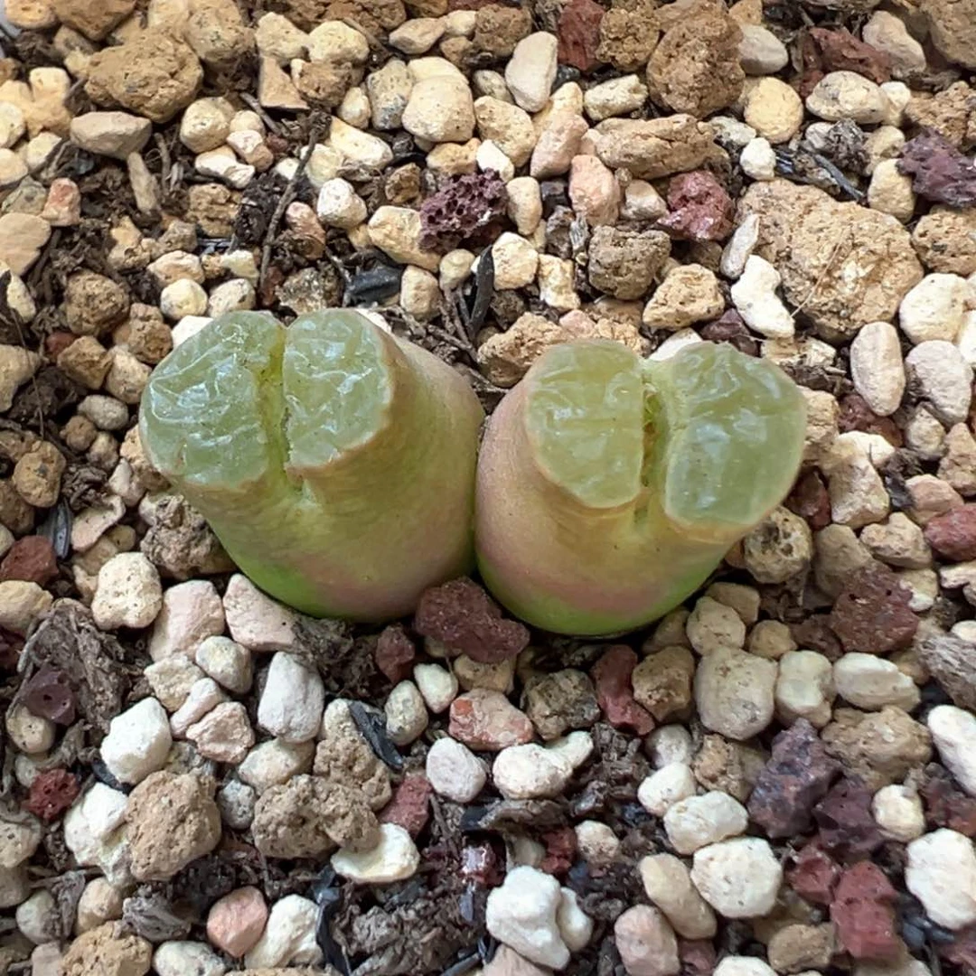 s*i专拍专拍肉锥植物