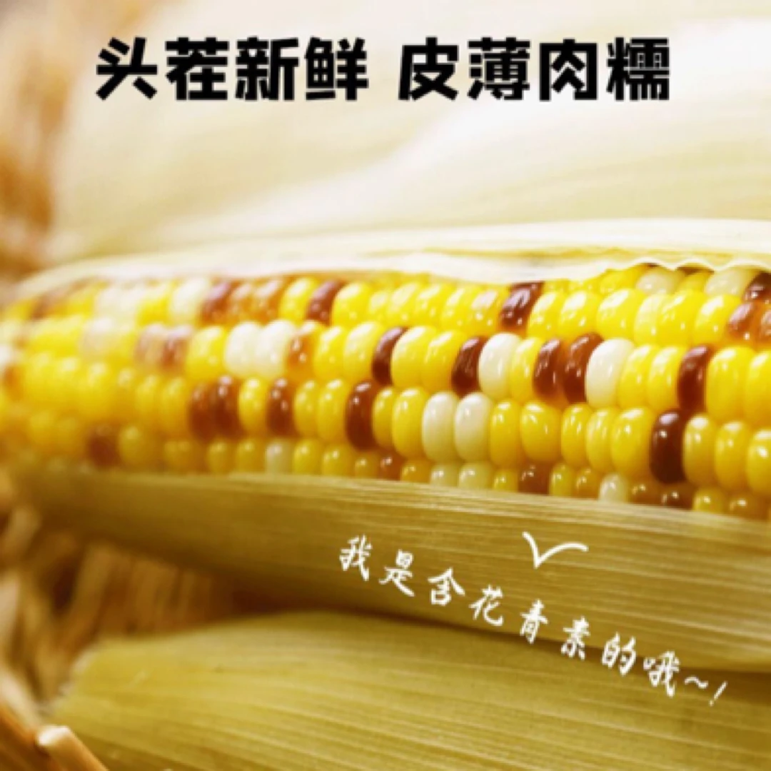 速冻玉米非即食五彩玉米水果黄糯甜玉米