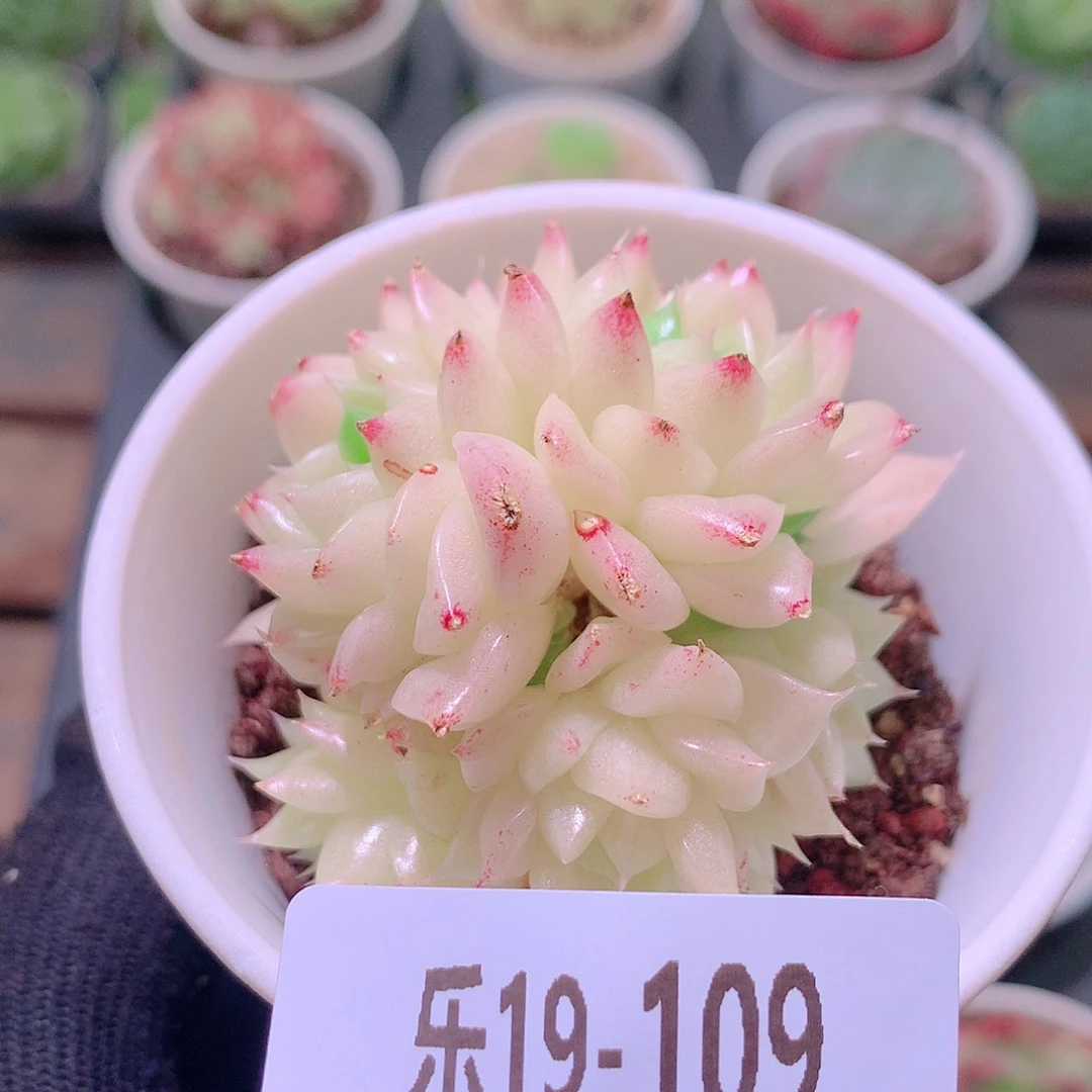 乐然19-109 麦秆群