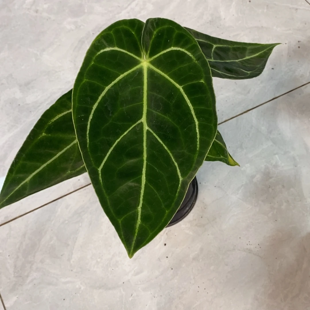 不开花植物37 水晶杂（活动两颗包邮 不售后）