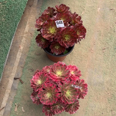 溺***头048美肌，012铜壶锦