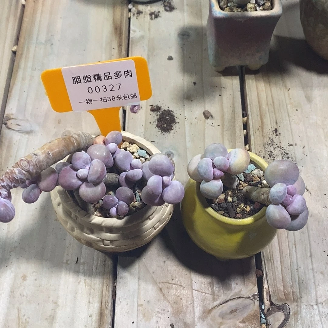 00327啊急死我哈恩与啦啦队宇