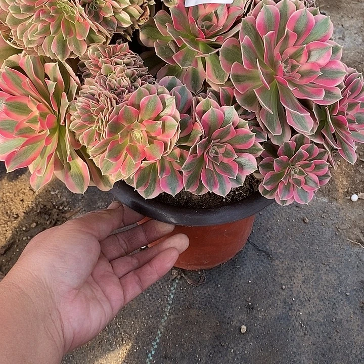 多肉植物女巫缀159多肉