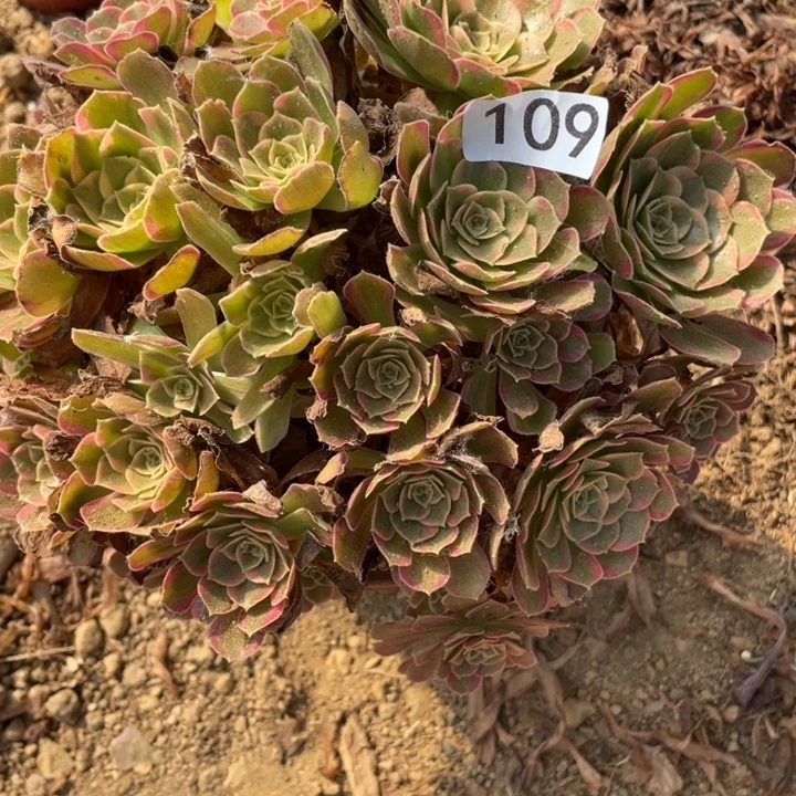 无花朵109多肉安娜