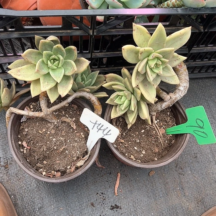 简***6晨语多肉，一物一拍44,90