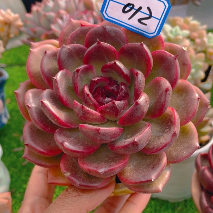 谢谢你的支持000009.9