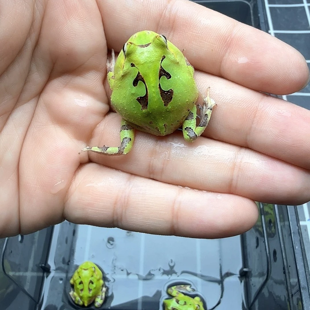 角蛙好***?残疾霸王专拍