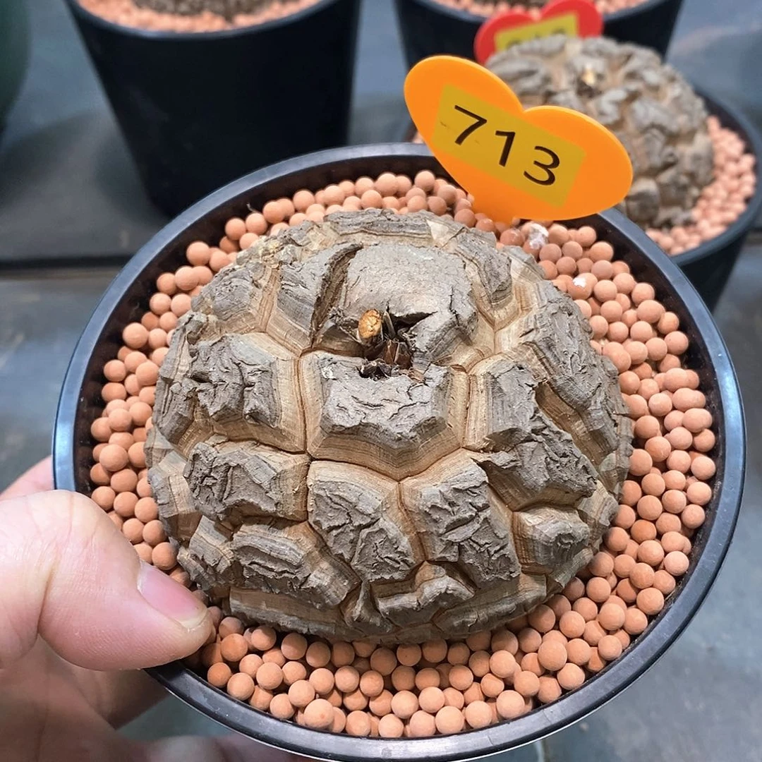 南非龟甲龙龟甲龙