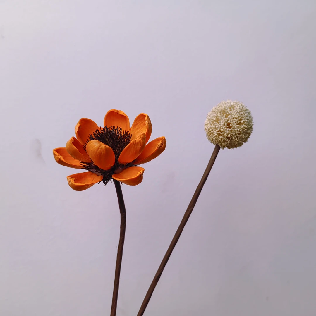 路路通+开心果