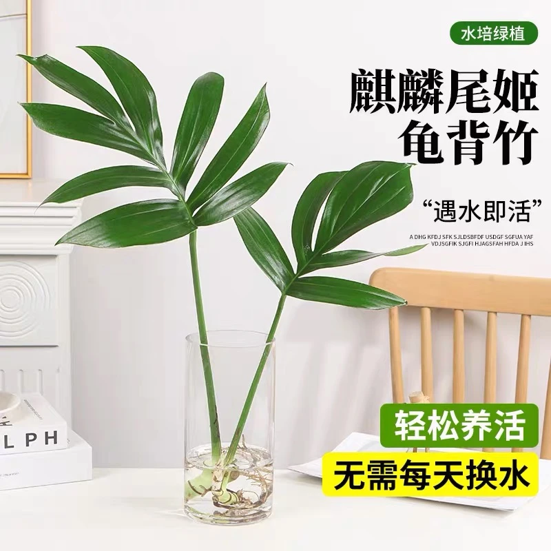 麒麟尾水培植物盆栽龟背竹室内桌面四季好养净化空气耐阴水养植物