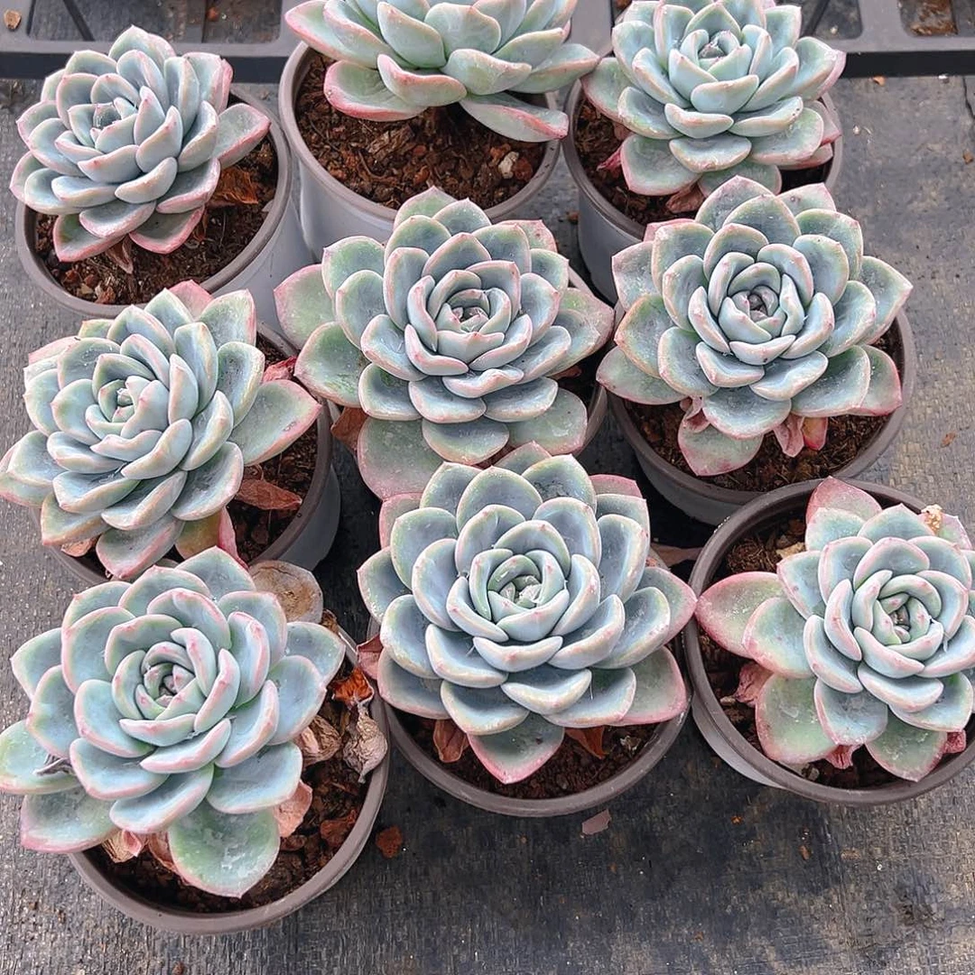 精品多肉奶油泡芙九个