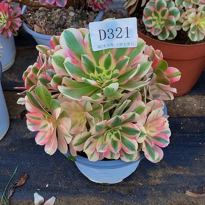 321粉女巫多肉法师锦