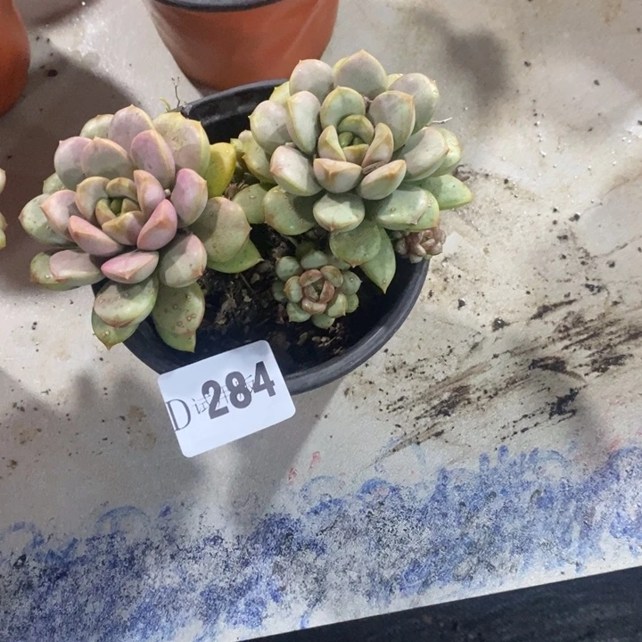 白***云284葡萄多肉植物多肉