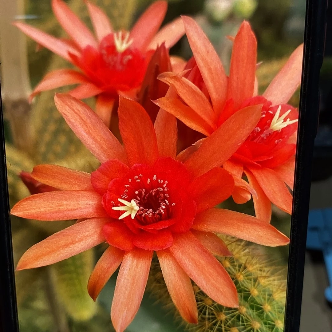 金妞红蜻蜓侧芽高15公分