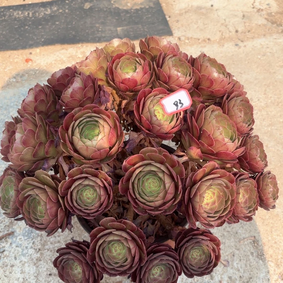 无花朵用****月93万圣节朵朵多肉植物