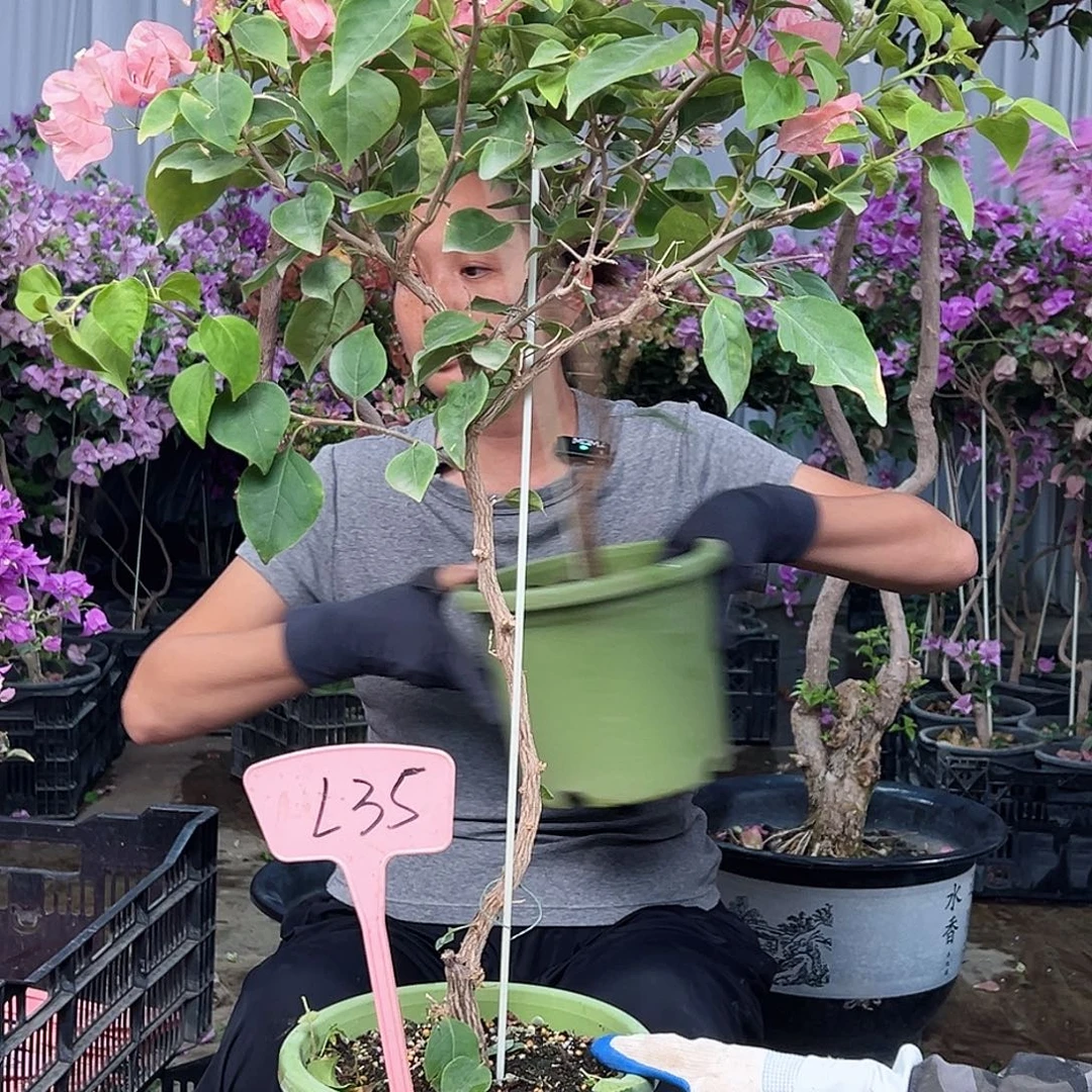 轩***上大部分花苞少量开放L35不甜