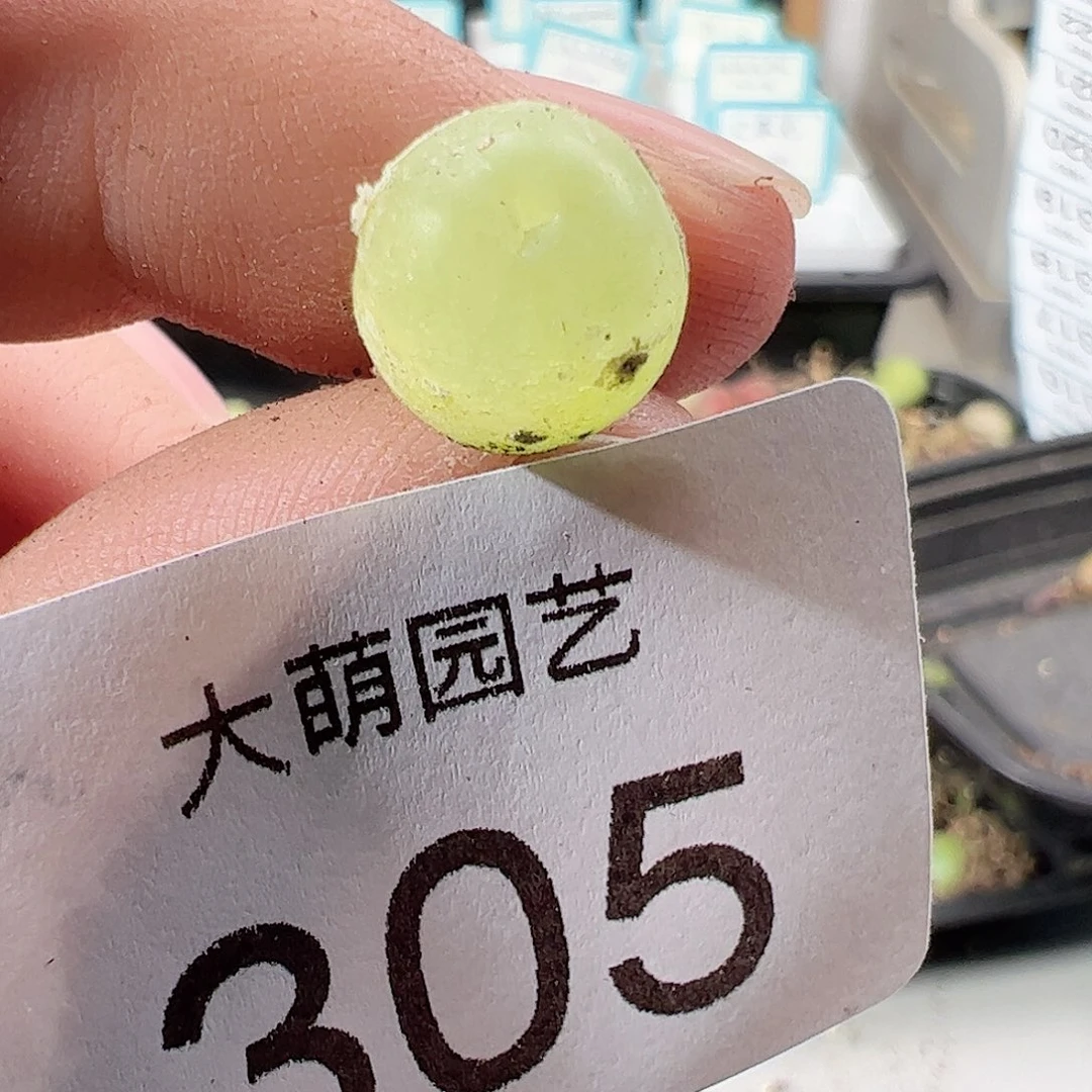 0000305 一物一拍……