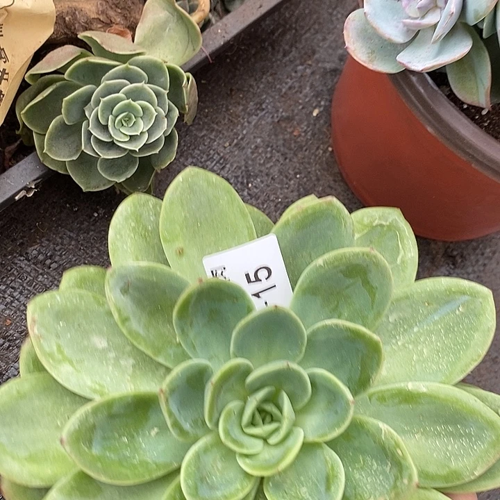 小七夕多肉柠檬茶15