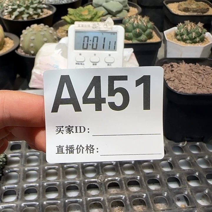 用***4实生仙人球特价一颗