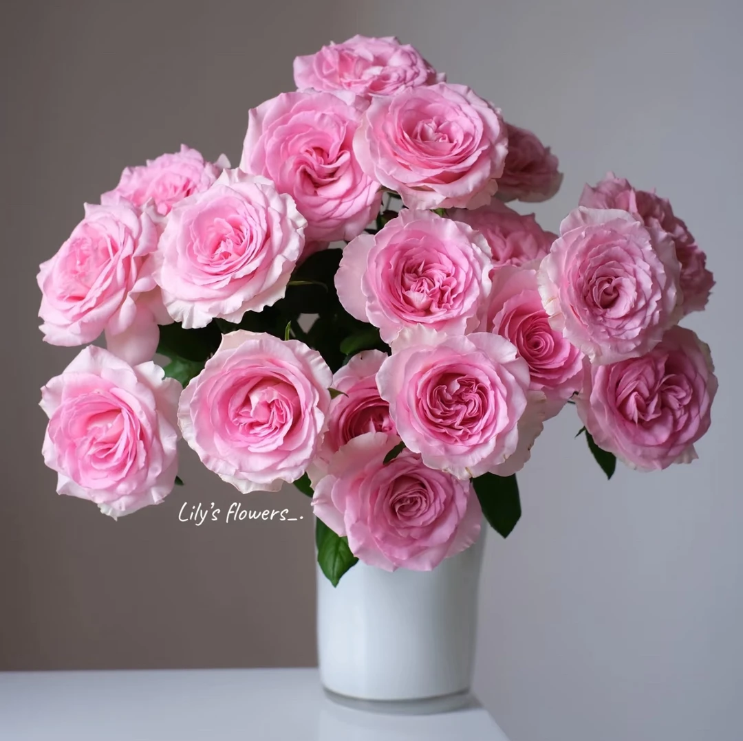 洛神--单头玫瑰（收到第一时间醒花）