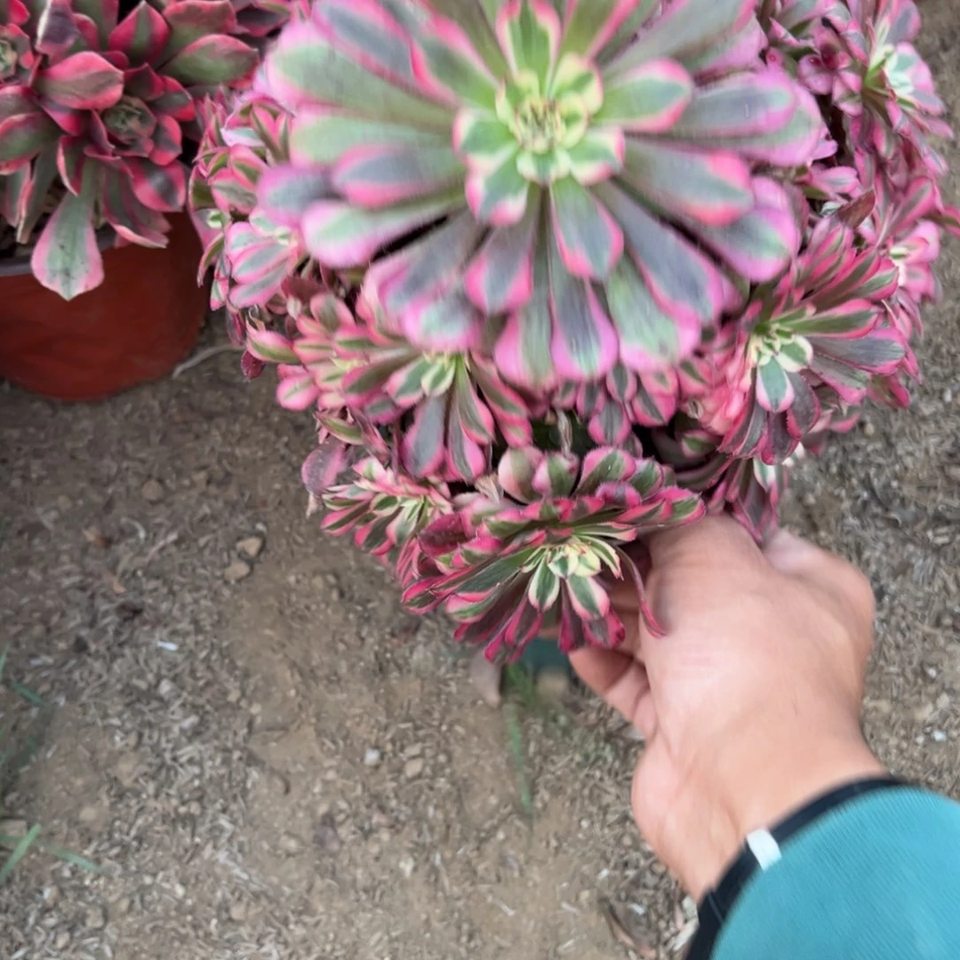 534红铜超白多肉植物