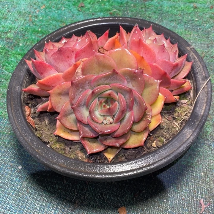 杨***青贝加尔湖杂交多肉