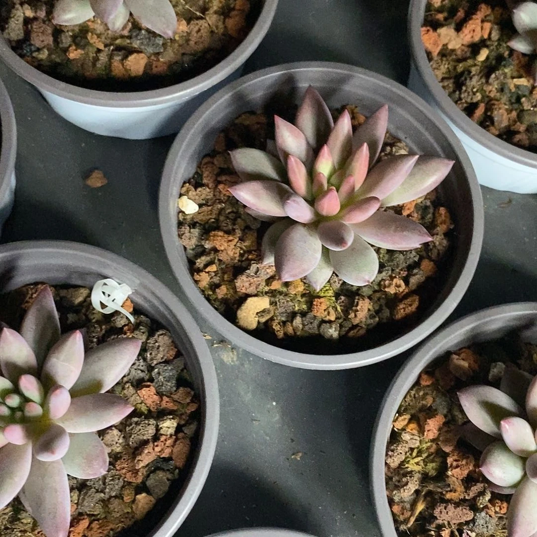 团。大虞美人。福利多多