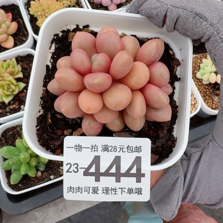 先锋派多肉无盆土发货无