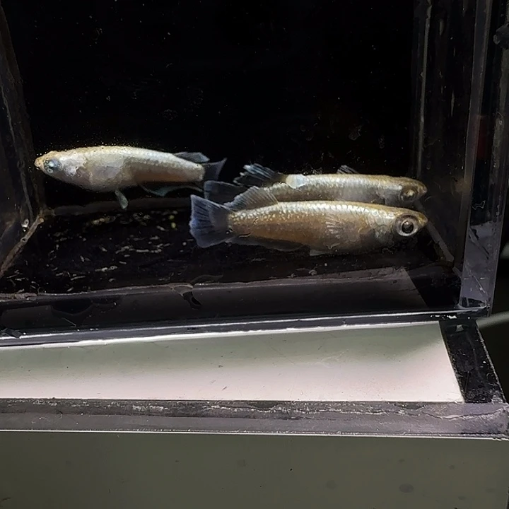 青鳉鱼一物一拍719