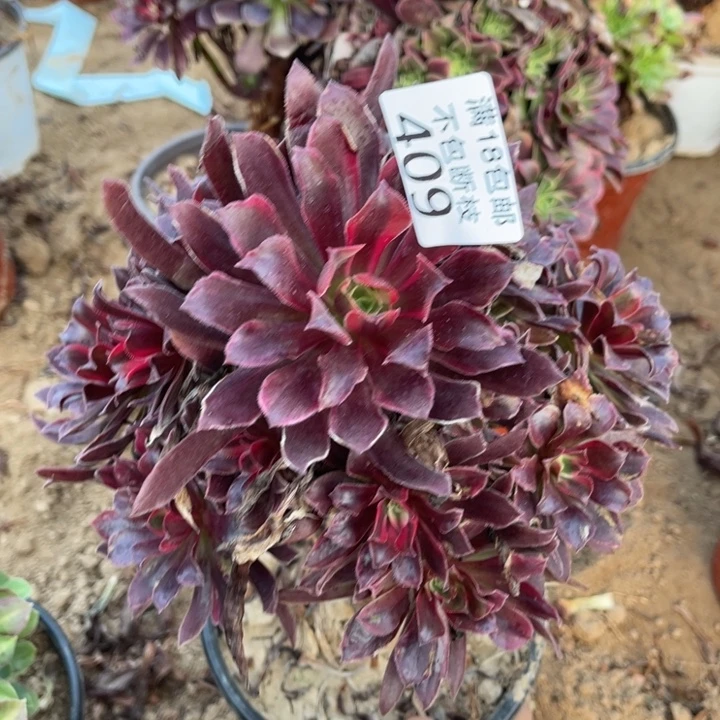 409蒙娜丽莎手捧2号