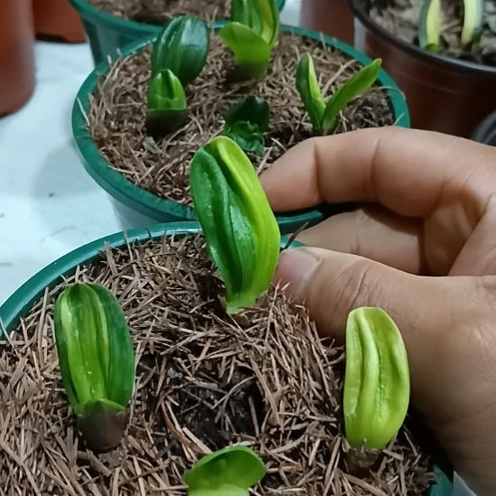 神***昕无花朵君子兰小苗君子兰小苗君子兰