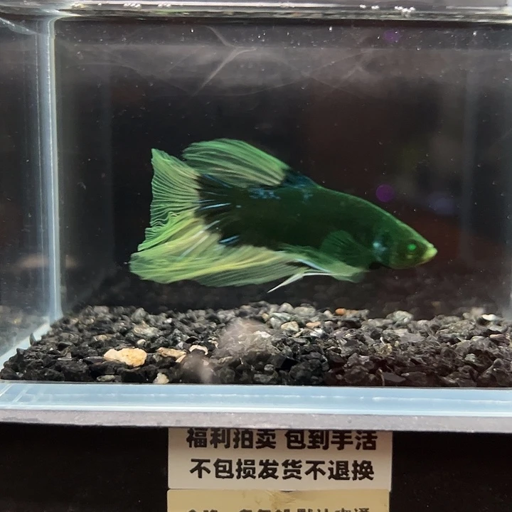 斗鱼竞拍跑单拉黑27号129