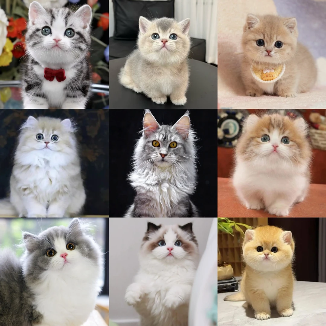 【宗宝宠物】全品种猫咪专属链接
