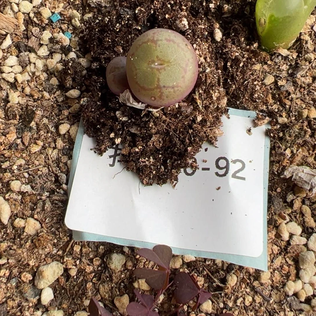 30-92量拍阿多福猴脸一颗