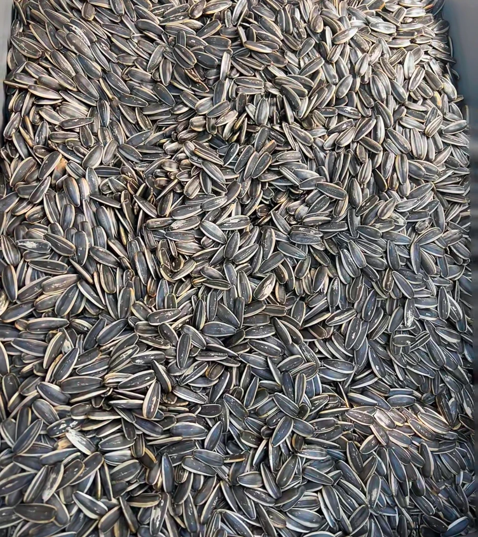 (买一斤送一斤）2024年新品原味瓜子年货必备