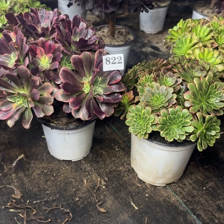 璇*822金丝雀➕朝霞包邮。